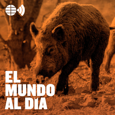 episode Peste porcina: pánico por el cerdo español artwork