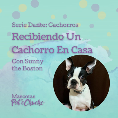 episode Serie Cachorros: Recibir Un Cachorro En Casa - Con Sunny The Boston artwork