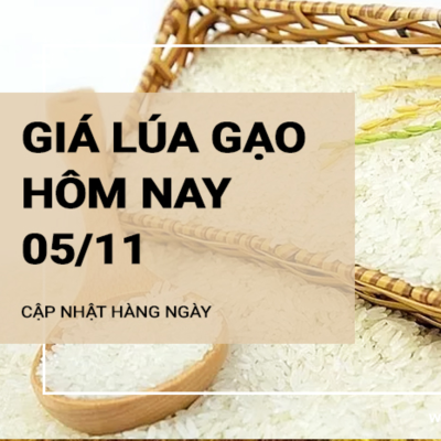 episode Giá lúa gạo hôm nay 5/11: Giá gạo giảm nhẹ 50 - 150 đồng/kg artwork