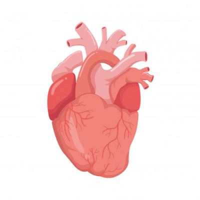 episode Sistema Cardiovascular artwork