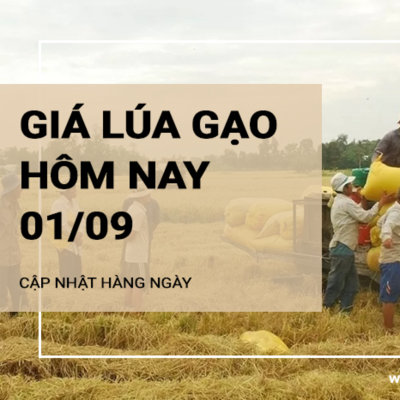 episode Giá lúa gạo hôm nay ngày 01/09/2024: Giá ổn định, thị trường giao dịch chậm artwork