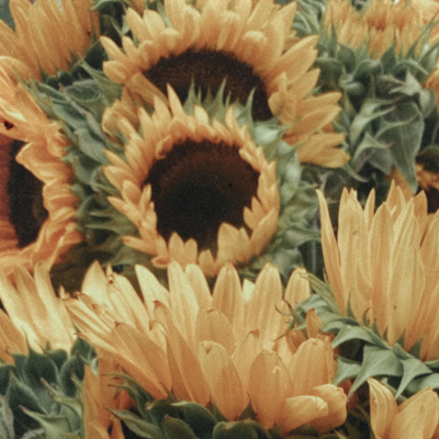 episode Finding My Stem, as a Sunflower in this World artwork