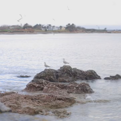 episode Sea Sound - Birds - Waves sound 4 Hours artwork
