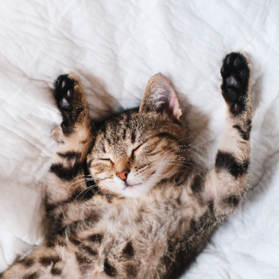 episode Lo que debes de saber del comportamiento y psicología de tu gato artwork