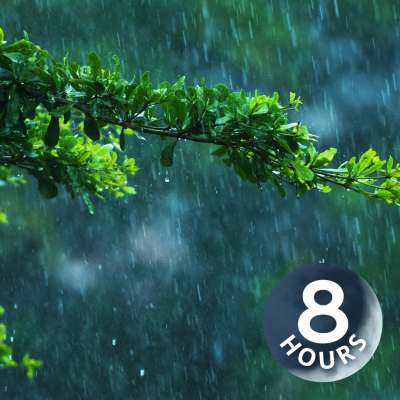 episode Jungle Rain Sounds for Sleep I White Noise Raining 8 Hours artwork