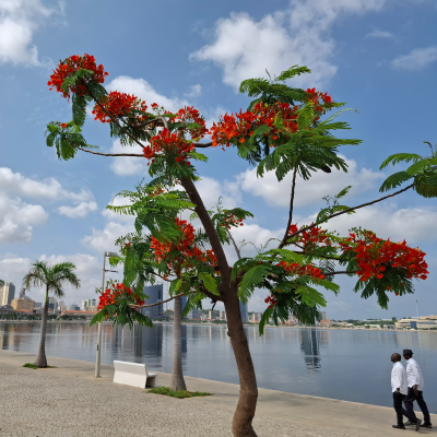 episode LUSOFONIAS - Angola, 50 anos de luzes e sombras artwork