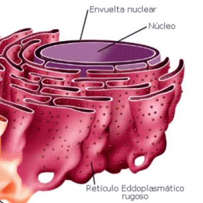 episode Retículo Endoplasmático Rugoso artwork