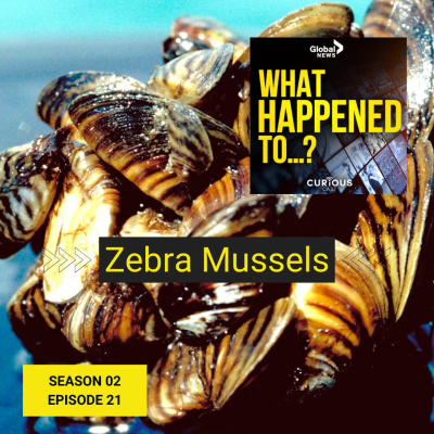 episode Zebra Mussels | 21 artwork