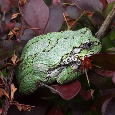 episode Ep. 269 : Listening to the Grey Treefrogs artwork