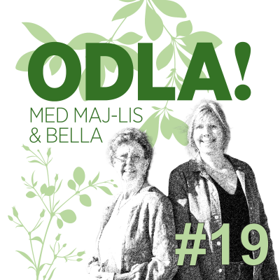 episode Stora träd, lökbagge och en frifräsande katsura artwork
