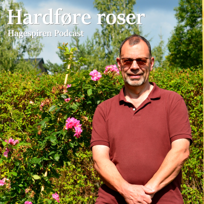 episode 31/25: Hardføre roser med Peter Wienke artwork
