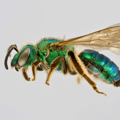 episode Episode 12: National Pollinator Month with Dr. Lindsie McCabe artwork
