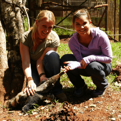 Zu Besuch bei Ameisenbären, Blattschneiderameisen und Kaimanen in Brasilien