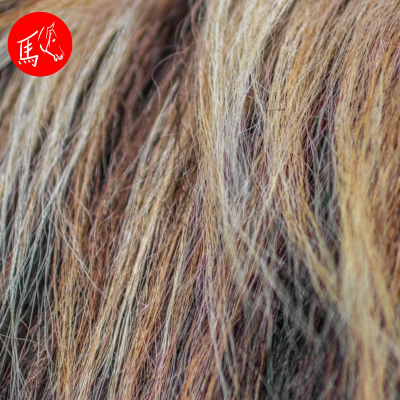 episode #110 Haaranalyse beim Pferd artwork