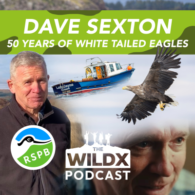 episode Episode 37 - DAVE SEXTON - 50 Years of the White-Tailed Eagle! artwork