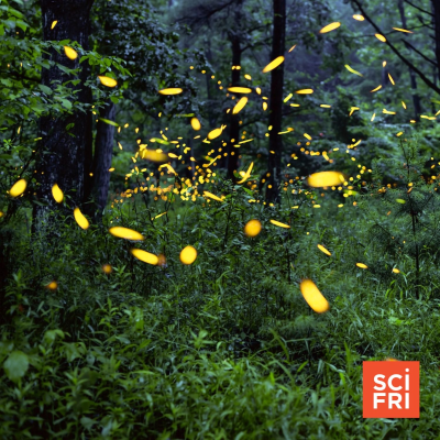 episode Decoding Fireflies’ Smelly Signals And Blinking Butts artwork