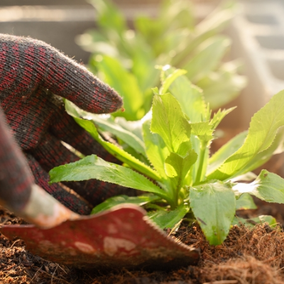 episode Community gardening artwork