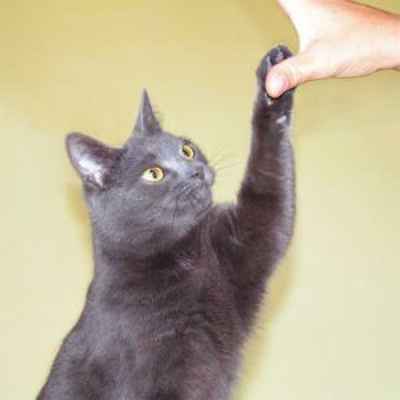 episode #31 - Clickern mit Katzen - warum und wozu? - Interview mit Birgit Laser † artwork