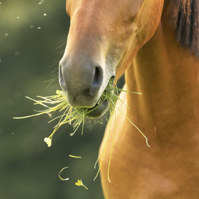 episode Ep. 090: Prevent Digestive Trouble - Why Consistency in Feeding Horses Matters artwork