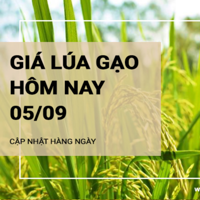 episode Giá lúa gạo hôm nay ngày 05/09/2024: Giá gạo, giá lúa đồng loạt giảm artwork