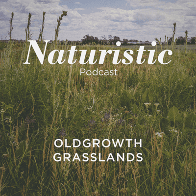 episode 6 - Old-growth Grasslands artwork