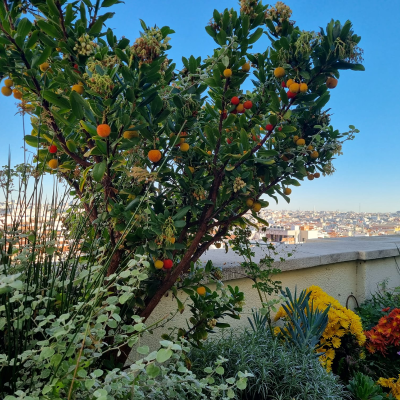 episode Meterse en un jardín | Factores geográficos y climatológicos que determinan la diferencia de cultivos en España artwork