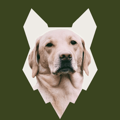 episode ARE LABRADOR GOOD FOR FIRST TIME OWNERS artwork