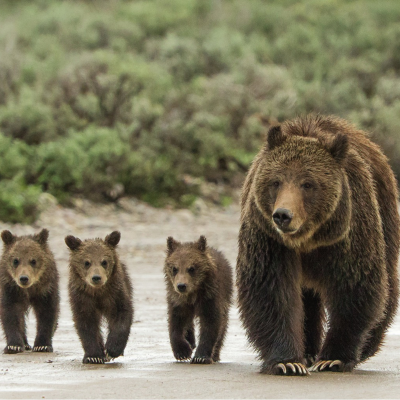 episode Tom Mangelsen: Grizzy 399 and confessions of a wildlife photographer artwork