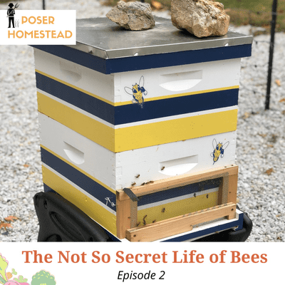 episode The Not So Secret Life of Bees artwork