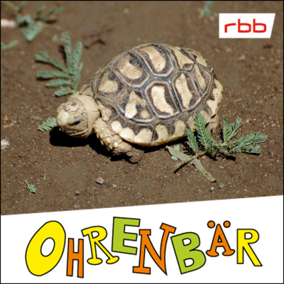 episode Die Tage ohne Bobby (7/7): Bobby kehrt zurück artwork