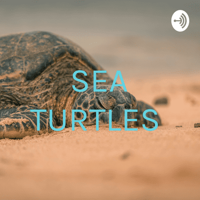 SEA TURTLES