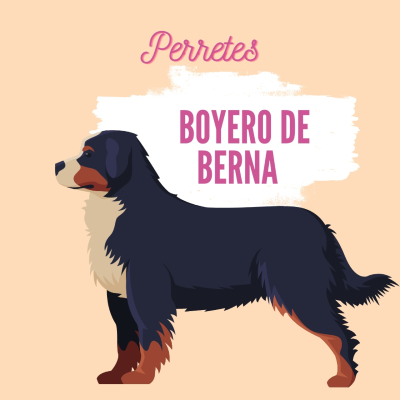 episode Boyero de Berna artwork