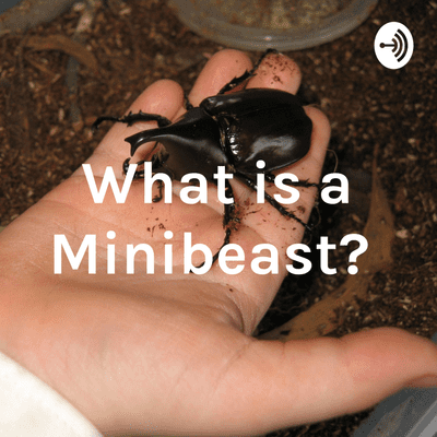 What is a Minibeast?