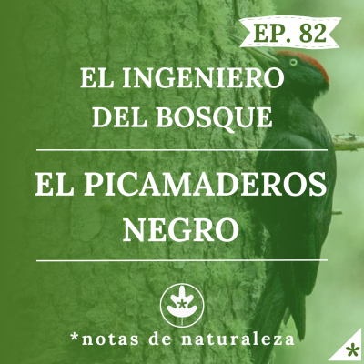episode El ingeniero del bosque. El Picamaderos negro. #82 artwork