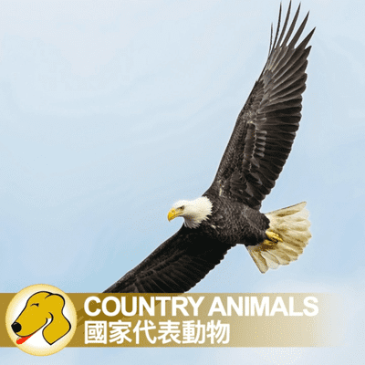 episode Country Animals / 國家代表動物 - 英文課 / 緩慢語速 artwork
