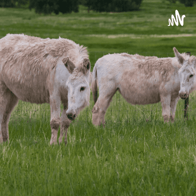 Platero y Yo
