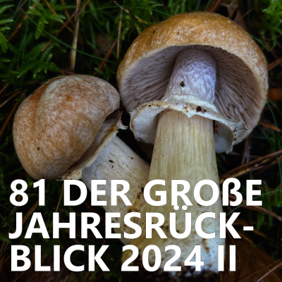 episode #81 Der große Jahresrückblick 2024 Teil 2 artwork