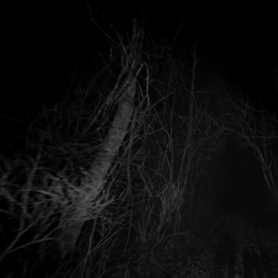 episode NO HAGAS CASO A LOS ÁRBOLES BLANCOS: Dos historias de terror del campo artwork
