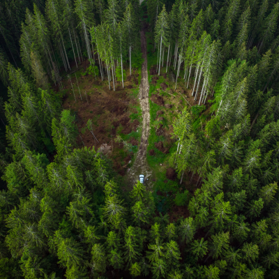 episode Windy Netherlands Pine Forest - 10 Hours Sleep Sound artwork