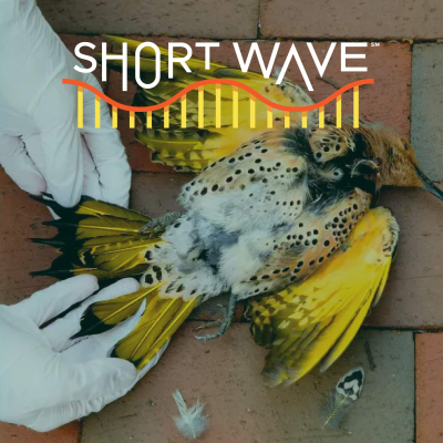 episode Migrating Birds Have a Big, Clear Problem artwork