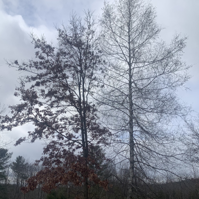 episode Celebrating Trees artwork