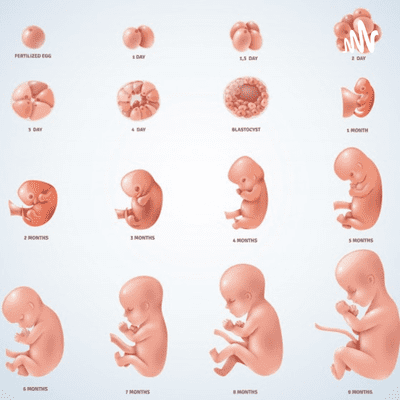 Desarrollo Embrionario