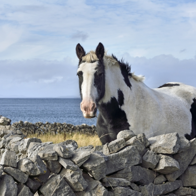episode A pedicure in Inishmore artwork