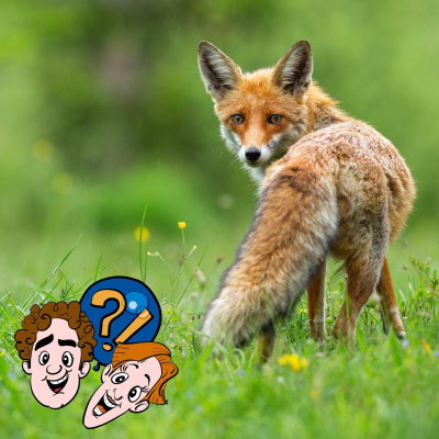 episode Hat ein Fuchs eine Gans je wieder hergegeben? artwork