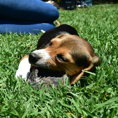 episode The Ethics Of Animal Testing artwork