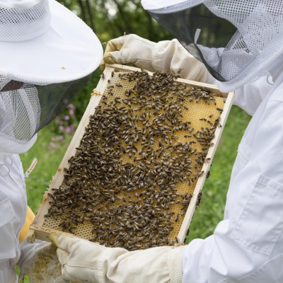 episode Qué sabemos de las abejas: ¿Se acabaría el mundo sin ellas? artwork