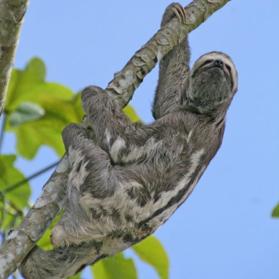episode In Praise of Slowness: What Does It Mean to Be a Sloth? artwork