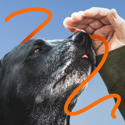 episode WirTier (3): Underdogs artwork