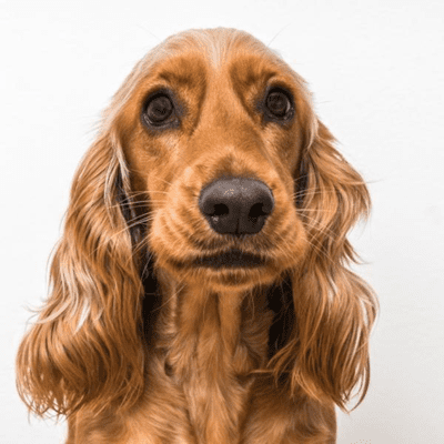 episode Cocker Spaniel Breed artwork