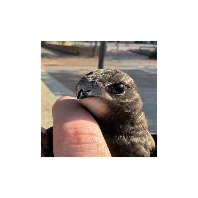 episode 27 - El dels ocells ferits, la fotografia de fauna amenaçada i els ocells de Riudecanyes artwork